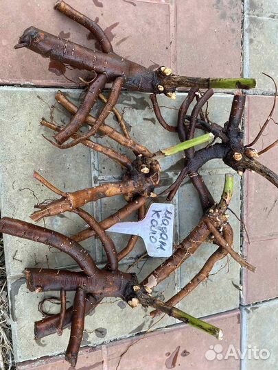 Пион Мадам Кало