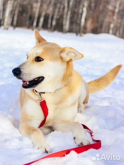 Лис ищет маму и папу