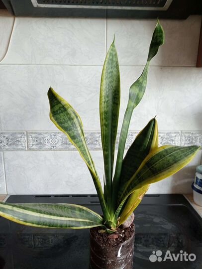 Сансевиерия