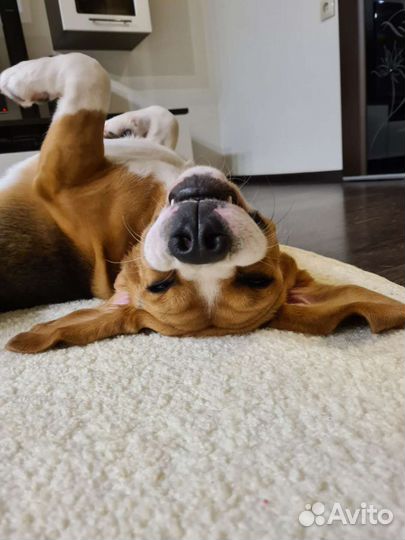 Тёплая куртка для собаки