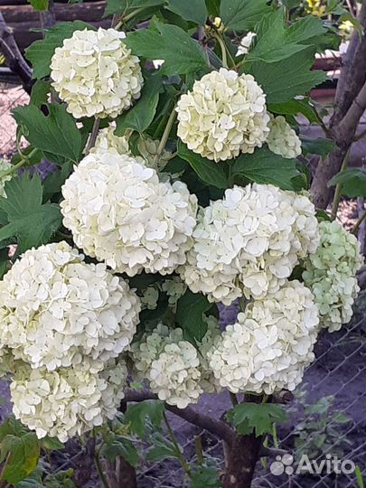 Калина Бульденеж