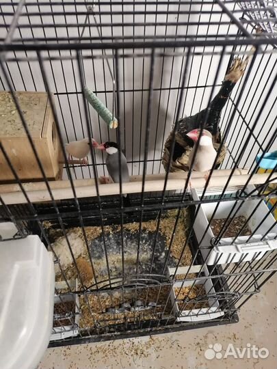 Продам трех Амадин. С клеткой