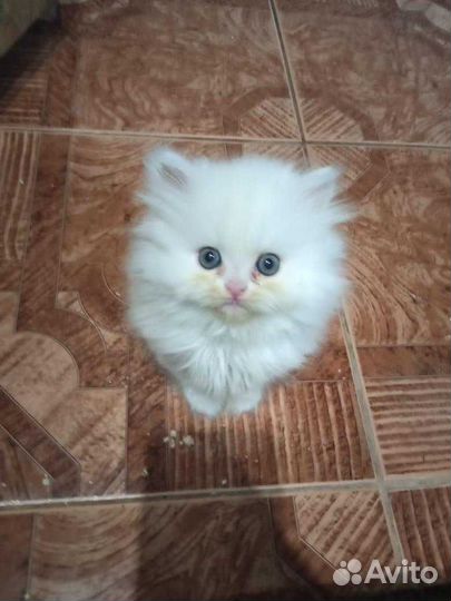 Продажа персидских котят