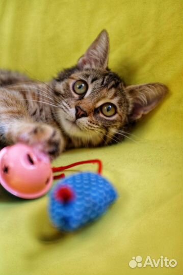 Красивый котенок в добрые руки