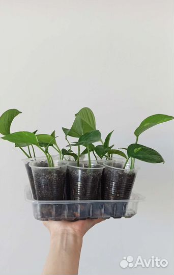 Сциндапсус