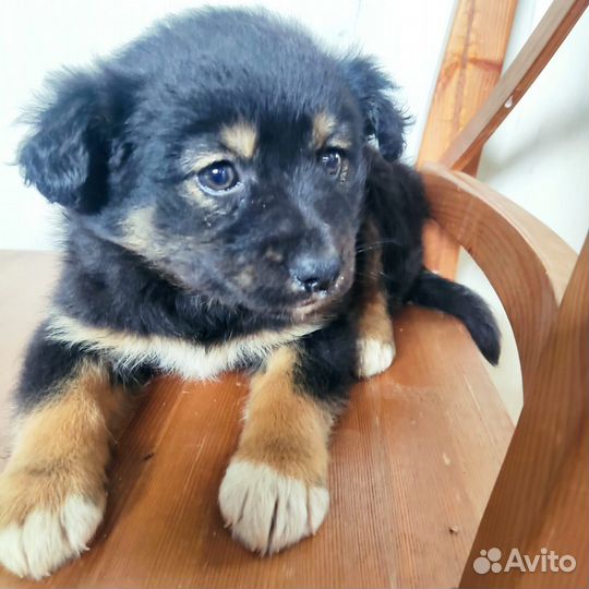 Щеночки кукленыши в добрые руки