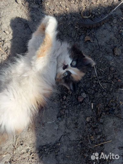 Отдам в добрые руки