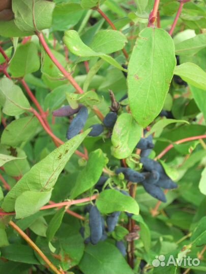 Саженцы Жимолости (мордовские)