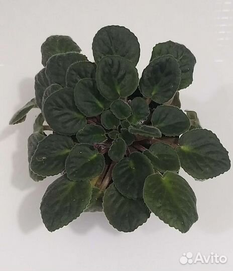 Фиалка с махровыми цветами