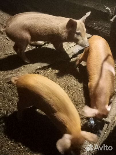 Домашние животные и птица