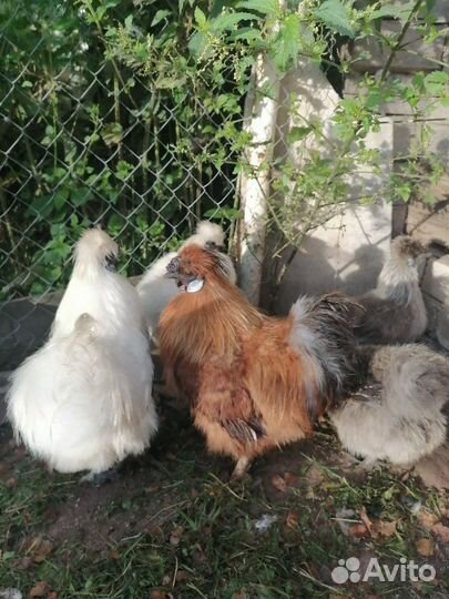 Продам кур китайских шелковых