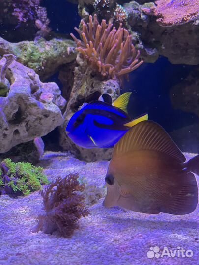 Морской Аквариум комплект