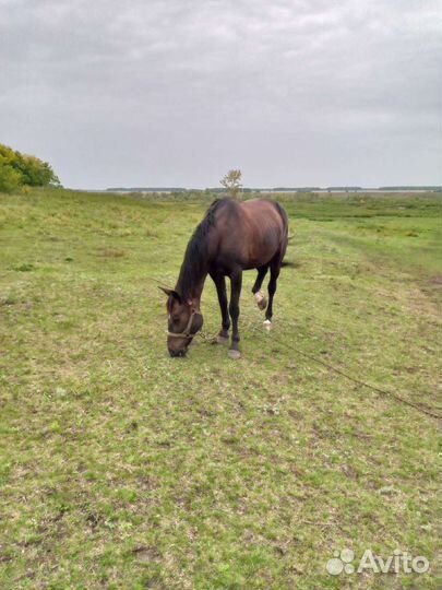Кобыла 95 торг