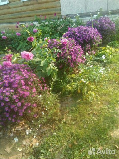 Цветы многолетние