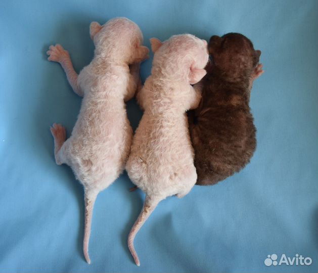 Корниш рекс котята