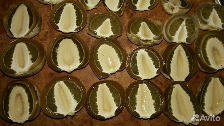 Гриб весёлка