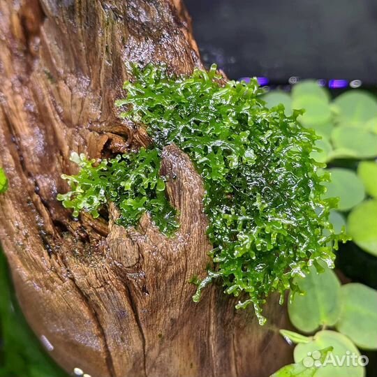 Аквариумные растения и карликовые лягушки