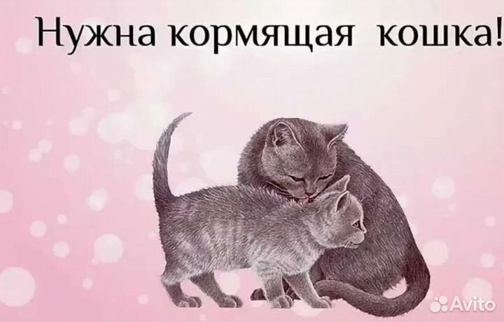 Кормящая кошка. Ищу