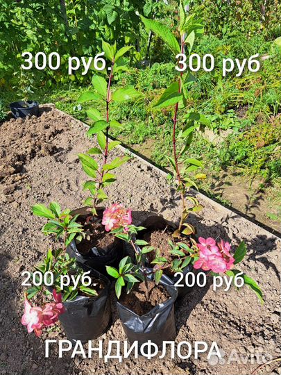 Гортензия и Калина Бульдонеж