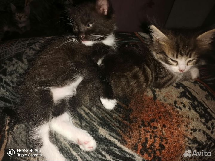 Котята в добрые руки