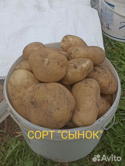 Картофель 