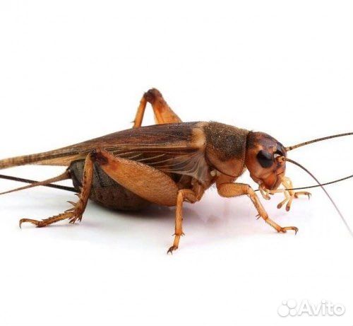 Сверчки кормовые, тараканы кормовые