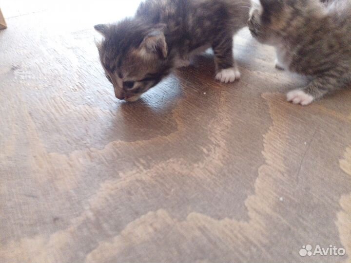 Отдам в добрые руки животные бесплатно