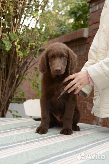 Прямошерстный ретривер