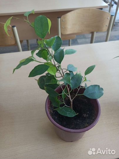 Фикус Бенджамина