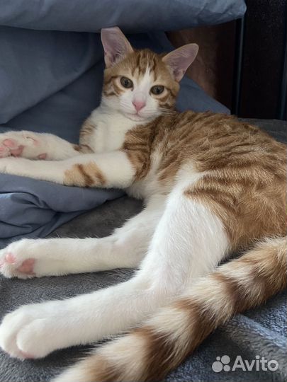 Котик в добрые руки