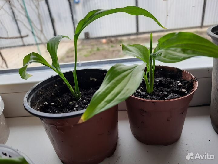 Спатифиллум