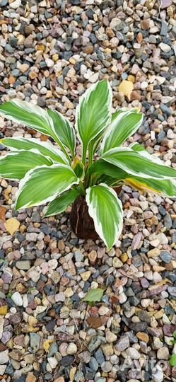 Хоста гортензия