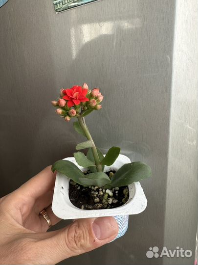 Каланхоэ красный