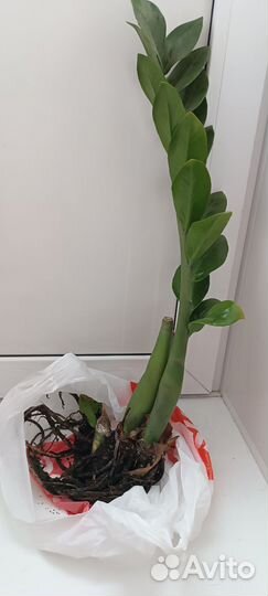 Долларовое дерево