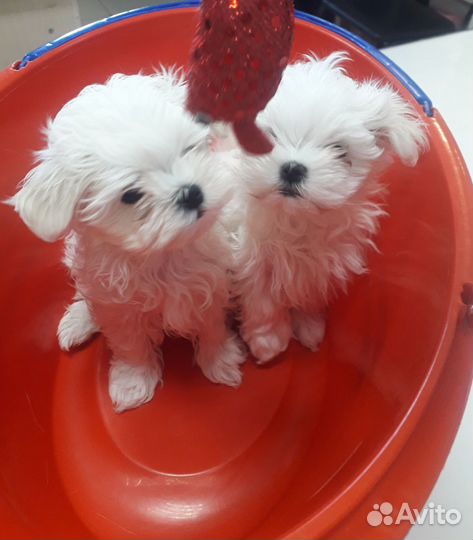 Щенки мальтезе мини девочка с документами