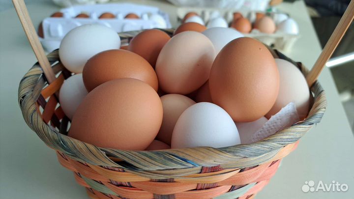 Домашние куриные яйца