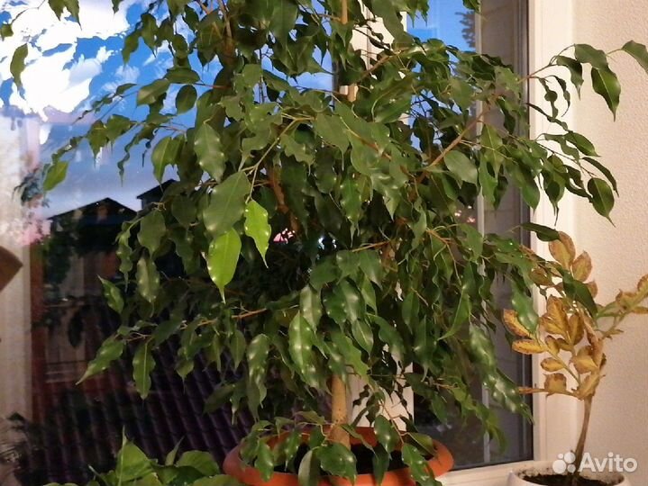 Фикус, декабрист, педилантус