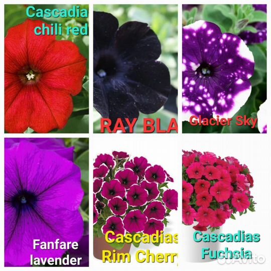 Бакопа, калибрахоа, петуния