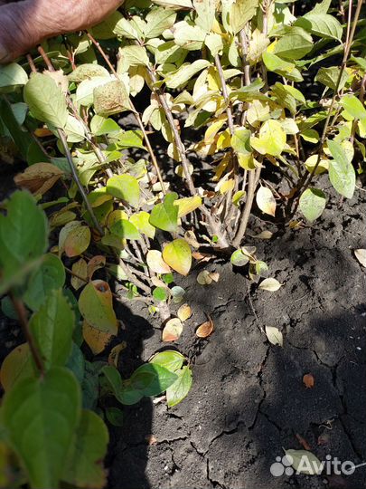 Кизильник блестящий