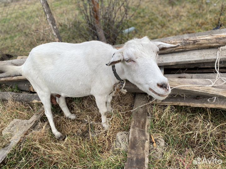 Коза дойная