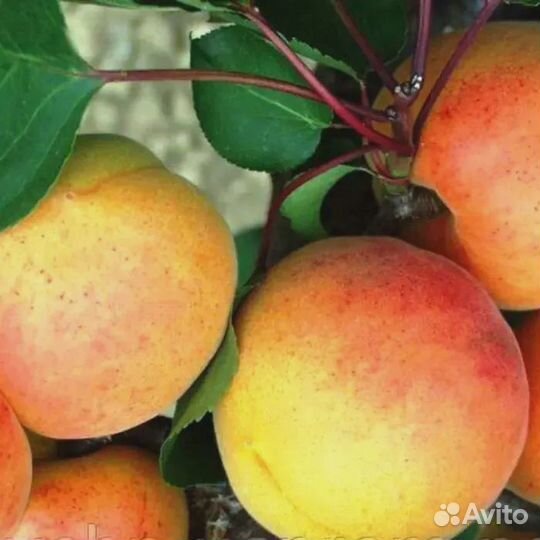 Абрикос NGA-19 Двухлетние саженцы