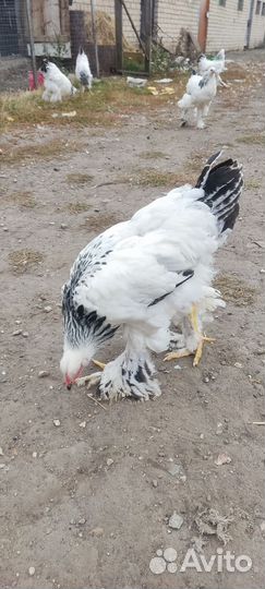 Молодые петушки Брама Светлая колумбийская