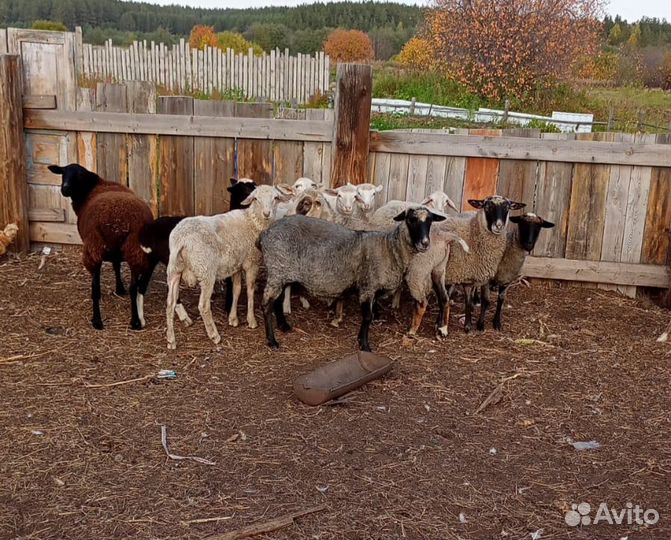 Продам овец на племя