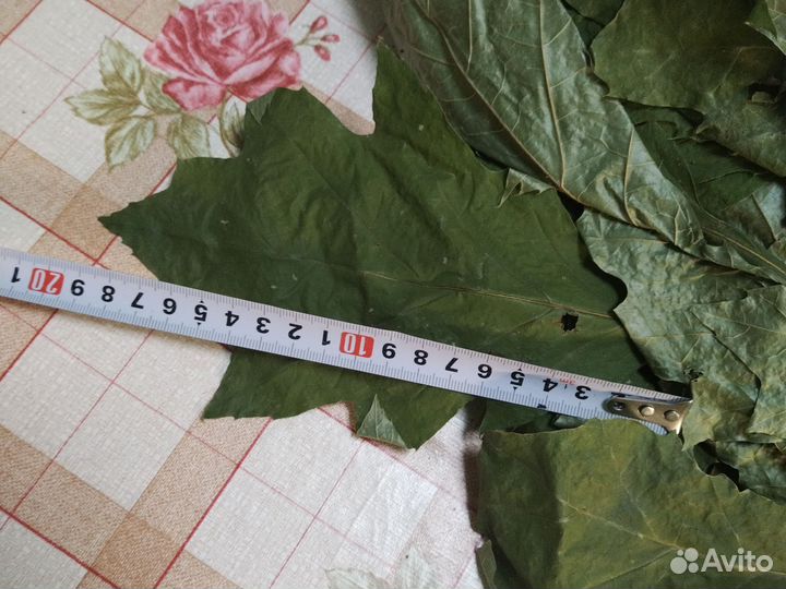 Веники Канадский дуб