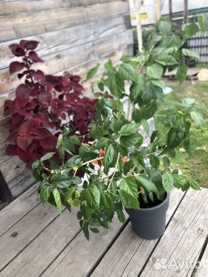 Китайская роза