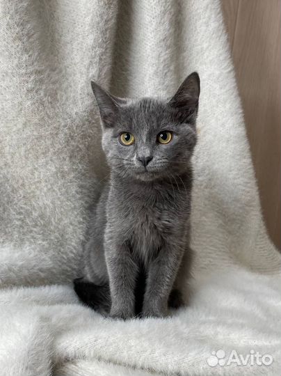 Котенок судьбы
