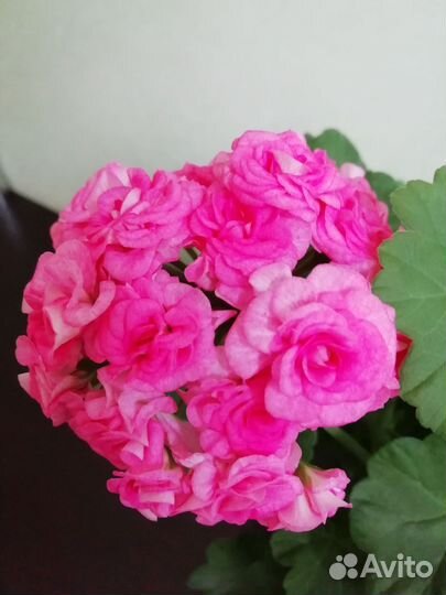 Пеларгония герань