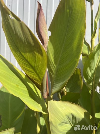 Цветы канны