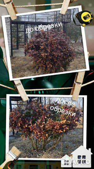 Обрезка плодовых деревьев и кустарников