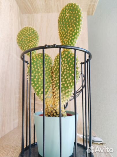 Кактус опунция